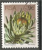 [Flora - Protea Plants, tyyppi PO]