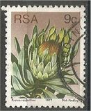 [Flora - Protea Plants, tyyppi PO]