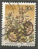 [Flora - Protea Plants, type PT]