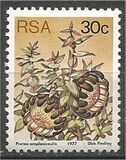 [Flora - Protea Plants, type PT]