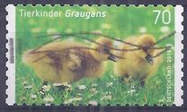 [Baby Animals, type DDY]