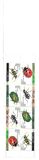 [Beetles, type AUN]