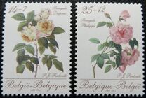[Roses, tip BNK]