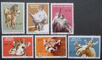[Animals from Antwerp zoo, tegund ZL]