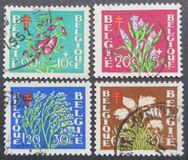[Plants - The struggle against Tuberculosis, Tip PO]