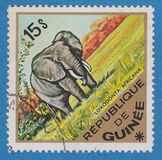 [Wild Animals, ประเภท QE]