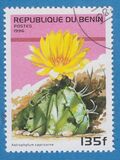 [Flowering Cacti, type TZ]