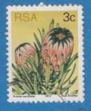 [Flora - Protea Plants, Tipi PI]