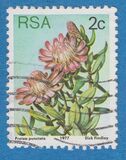 [Flora - Protea Plants, Tipi PH]