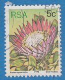 [Flora - Protea Plants, Tipi PK]