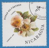 [Wild Roses, type BQV]