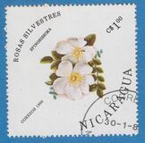 [Wild Roses, type BQU]