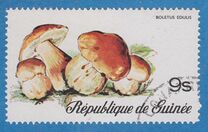 [Fungi, タイプ RJ]