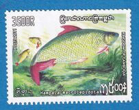 [Fauna - Fish, type CLH]