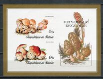 [Fungi, タイプ RH]