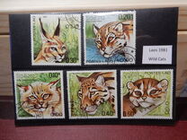 [Wild Cats, type SX]