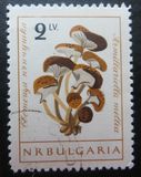 [Mushrooms, 유형 ANW]