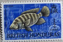[Wildlife - Fish, tegund DT]