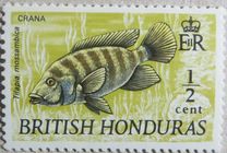 [Wildlife - Fish, տեսակ DT1]