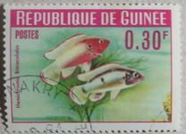 [Guinea Fish, 类型 BR]