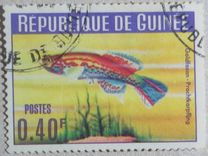 [Guinea Fish, 类型 BS]