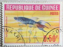 [Guinea Fish, 类型 BT]