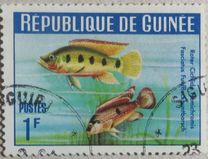 [Guinea Fish, 类型 BU]