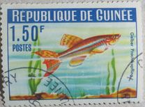 [Guinea Fish, 类型 BV]