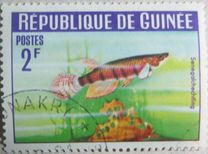 [Guinea Fish, 类型 BW]