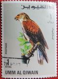 [Birds - Falcons, type HU]