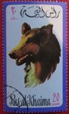 [Dogs, type TD]