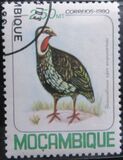 [Birds, प्रकार PD]
