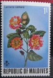[Flowers of the Maldive Islands, סוג QY]