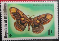 [Butterflies and Moth, type VL]