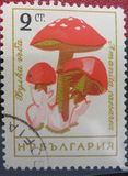 [Mushrooms, 유형 ANP]