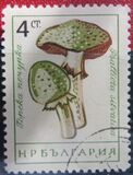 [Mushrooms, 유형 ANQ]