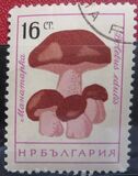 [Mushrooms, 유형 ANS]
