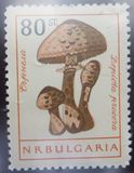 [Mushrooms, 유형 ANU]