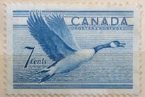 [Birds - Canada Goose, tip GD]