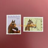 [Arab Horses, タイプ AQZ]