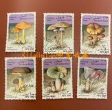 [Mushrooms, タイプ ALQ]
