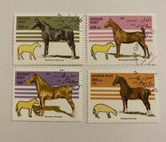[Horses, type AMR]