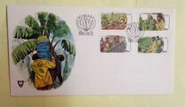 [Banana Cultivation, type AD]