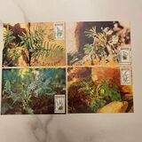[Ferns, タイプ DL]