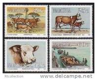 [The 100th Anniversary of Simmentalar Cattle in Namibia, Tip BU]