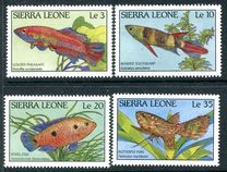 [Fish of Sierra Leone, тип VD]