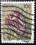 [Flora - Protea Plants, Tipi PP]