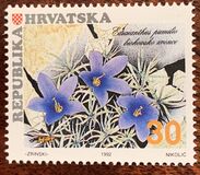 [Local Plants, نوع DM]