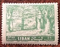 [Cedar of Lebanon, Zahle, tegund HV]