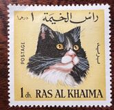 [House Cats, Tip DV]